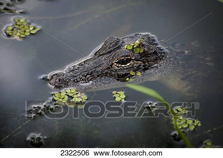 Stock Photograph - USA, Louisiana, Alligator in swamps; Breaux Bridge. Fotosearch