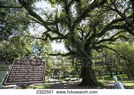 Stock Image - USA, Louisiana, Evangeline Oak; St Martinville. Fotosearch