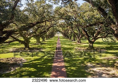 Stock Photograph - USA, Louisiana, Oak Alley Plantation; Vacherie, Path through garden. Fotosearch