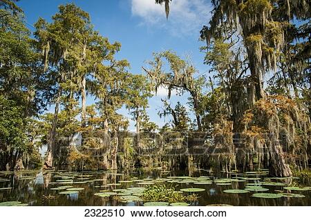USA, Louisiana, Swamp landscape; Breaux Bridge View Large Photo Image Stock Image - USA, Louisiana, Swamp landscape; Breaux Bridge. Fotosearch
