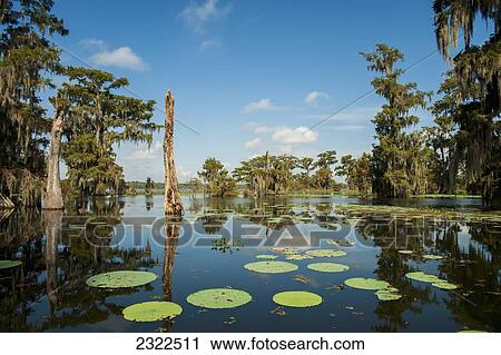 USA, Louisiana, Swamp landscape; Breaux Bridge View Large Photo Image Stock Image - USA, Louisiana, Swamp landscape; Breaux Bridge. Fotosearch