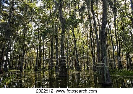 USA, Louisiana, Swamp landscape; Breaux Bridge View Large Photo Image Stock Image - USA, Louisiana, Swamp landscape; Breaux Bridge. Fotosearch