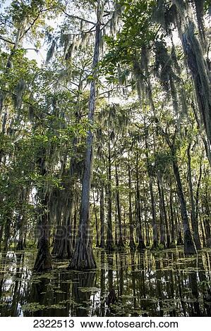 Stock Image - USA, Louisiana, Swamp landscape; Breaux Bridge. Fotosearch
