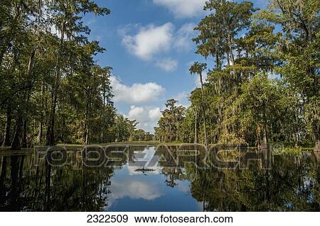 Stock Photo - USA, Louisiana, Swamp landscape; Breaux Bridge. Fotosearch
