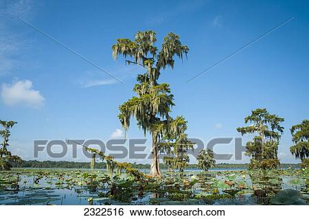 USA, Louisiana, Swamp landscape; Breaux Bridge View Large Photo Image Stock Photograph - USA, Louisiana, Swamp landscape; Breaux Bridge. Fotosearch