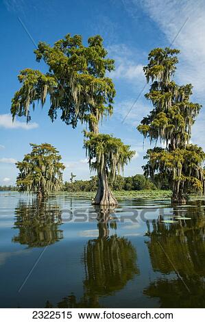 USA, Louisiana, Swamp landscape; Breaux Bridge View Large Photo Image Stock Photography - USA, Louisiana, Swamp landscape; Breaux Bridge. Fotosearch