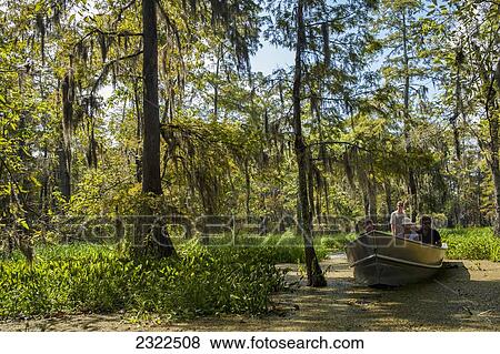 Stock Photo - USA, Louisiana, Tourboat in swamps; Breaux Bridge. Fotosearch