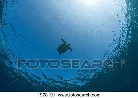 Stock Image - USA, Low angle view of Green Sea Turtle (Chelonia Mydas); Hawaii. Fotosearch