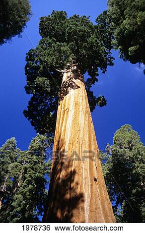 Stock Photograph - USA, Low angle view of tall trees at Sequoia National Park; California. Fotosearch