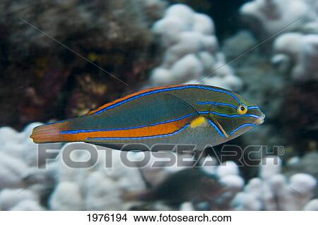 USA, Male Belted Wrasse (Stethojulis Balteata) Gliding Through Water; Hawaii View Large Photo Image Picture - USA, Male Belted Wrasse (Stethojulis Balteata) Gliding Through Water; Hawaii. Fotosearch