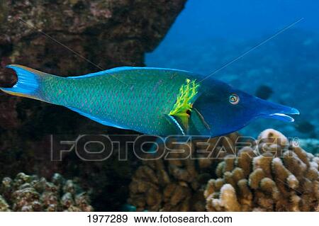 Stock Photo - USA, Male Bird Wrasse (Gomphosus Varius); Hawaii. Fotosearch
