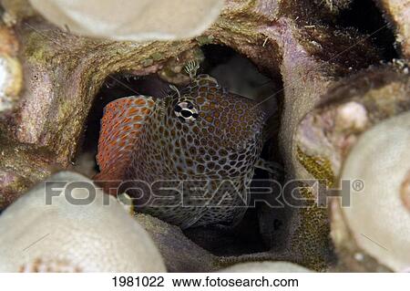 Stock Image - USA, Male Shortbodied Blenny (Exallias Brevis) with eggs in Pacific ocean; Hawaii. Fotosearch