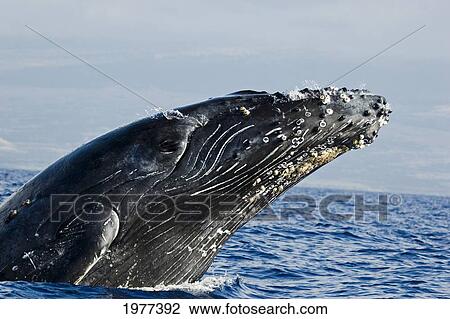 Stock Image - USA, (Megaptera Novaeangliae); Hawaii, Breaching Humpback Whale. Fotosearch
