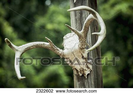 Stock Image - USA, Mississippi, Abandoned antlers in ghost city of Rodney; Rodney. Fotosearch