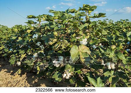 USA, Mississippi, Cotton field; Clarksdale View Large Photo Image Stock Photograph - USA, Mississippi, Cotton field; Clarksdale. Fotosearch