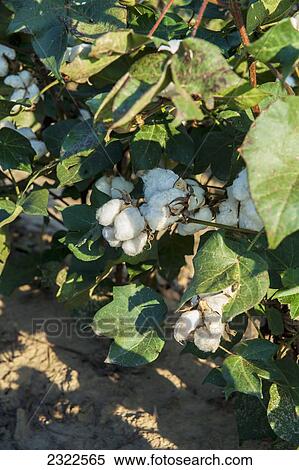 Stock Photography - USA, Mississippi, Cotton field; Clarksdale. Fotosearch