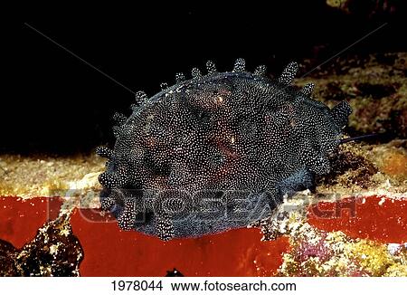 Picture - USA, Mole Cowry (Cypraea Talpa) with animal covering shell at night; Hawaii. Fotosearch