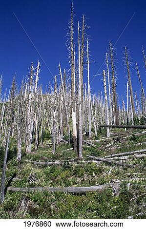 Stock Image - USA, Mount St Helens National Volcanic Monument; Washington State, Clearwater Creek Area, Trees Killed By Volcano Blast. Fotosearch