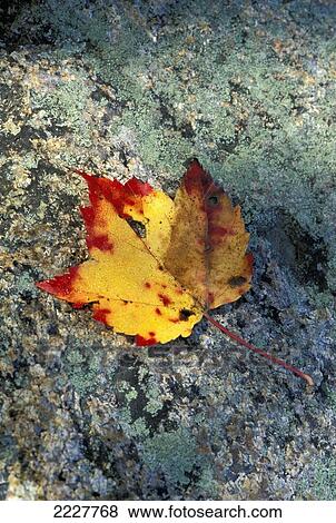 Usa, New Hampshire, Maple Leaf On Granite; White Mountains View Large Photo Image Stock Photo - Usa, New Hampshire, Maple Leaf On Granite; White Mountains. Fotosearch