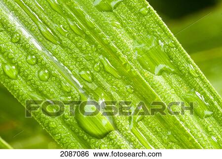 Usa, New Jersey, Close up of plant detail View Large Photo Image Stock Photograph - Usa, New Jersey, Close up of plant detail. Fotosearch