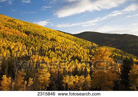 USA, New Mexico, Santa Fe, Aspen trees (Populus tremuloides) in Sangre de Cristo Mountains View Large Photo Image Stock Photograph - USA, New Mexico, Santa Fe, Aspen trees (Populus tremuloides) in Sangre de Cristo Mountains. Fotosearch