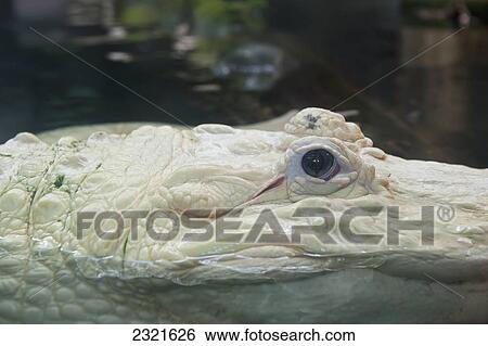 Stock Photograph - USA, New Orleans, Louisiana, Albino alligator. Fotosearch