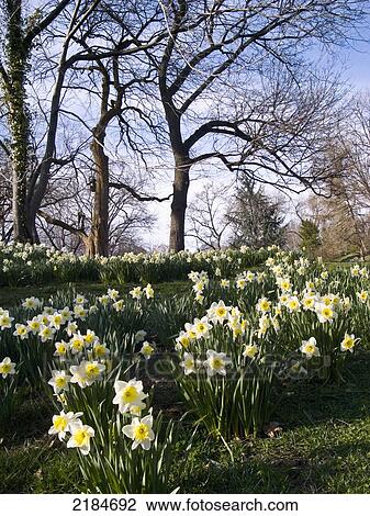 Stock Image - Usa, New York State, Field Of Daffodils In Central Park; New York City. Fotosearch