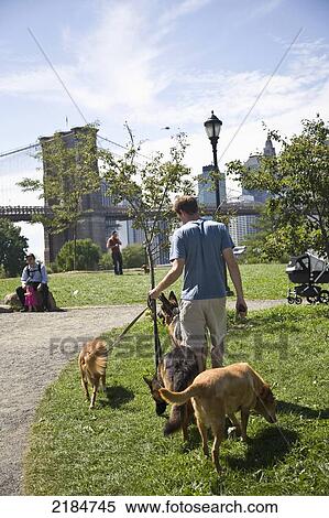 Usa, New York State, New York City, Dogwalker In Park; Brooklyn View Large Photo Image Stock Photography - Usa, New York State, New York City, Dogwalker In Park; Brooklyn. Fotosearch