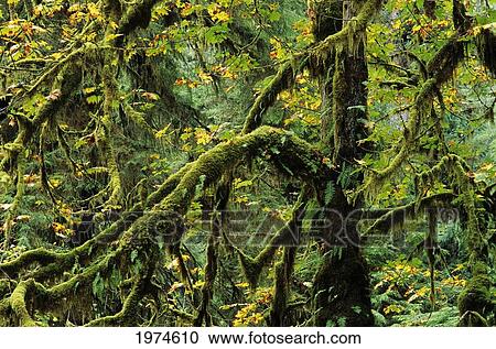 Stock Image - USA, Olympic National Park; Washington, Quinault Area, Irely Lake Trail, Maple Trees Covered In Moss. Fotosearch