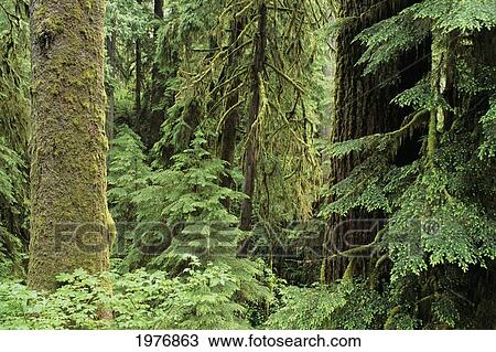 USA, Olympic National Park; Washington State, Quinault Rainforest, Old Growth Of Spruce And Hemlock Fir View Large Photo Image Stock Image - USA, Olympic National Park; Washington State, Quinault Rainforest, Old Growth Of Spruce And Hemlock Fir. Fotosearch