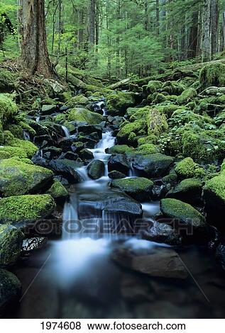 Stock Photo - USA, Olympic National Park; Washington, Stream Waters Falling Over Rocks Along Soleduck Falls Trail. Fotosearch
