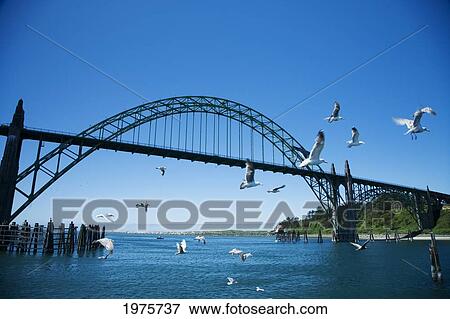 USA, Oregon, Also Yaquina River Bridge; Newport, Newport Harbor Bridge And Seagulls View Large Photo Image Stock Photo - USA, Oregon, Also Yaquina River Bridge; Newport, Newport Harbor Bridge And Seagulls. Fotosearch