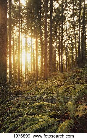USA, Oregon, Ferns And Ivy; Portland, Warm Sunlight Shining Through Fir Trees, Wildwood Trail View Large Photo Image Stock Photo - USA, Oregon, Ferns And Ivy; Portland, Warm Sunlight Shining Through Fir Trees, Wildwood Trail. Fotosearch