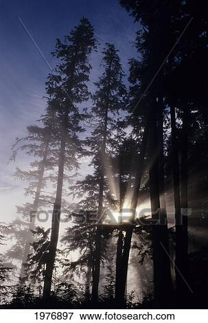 USA, Oregon, Sunlight Filtering Through Tall Fir Trees; Cape Perpetua, Siuslaw National Forest View Large Photo Image Stock Photo - USA, Oregon, Sunlight Filtering Through Tall Fir Trees; Cape Perpetua, Siuslaw National Forest. Fotosearch