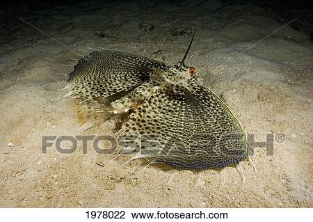USA, Oriental Flying Gurnard (Dactylopterus Orientalis); Hawaii View Large Photo Image Stock Image - USA, Oriental Flying Gurnard (Dactylopterus Orientalis); Hawaii. Fotosearch