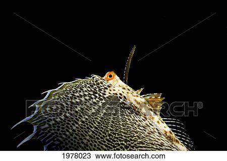 USA, Oriental Flying Gurnard (Dactylopterus Orientalis); Hawaii View Large Photo Image Stock Image - USA, Oriental Flying Gurnard (Dactylopterus Orientalis); Hawaii. Fotosearch