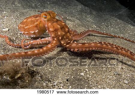 Stock Photo - USA, Ornate or Night Octopus (Octopus Ornatus) feeding on shrimp on sandy seafloor; Hawaii. Fotosearch