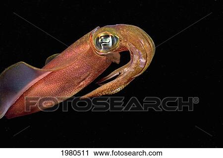 Stock Image - USA, Oval Squid (Sepioteuthis Lessoniana) swimming at night; Hawaii. Fotosearch