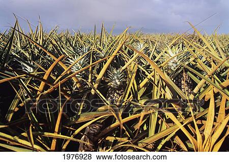 USA, Overcast Sky; Hawaii, Yellow Pineapple Crop View Large Photo Image Stock Photo - USA, Overcast Sky; Hawaii, Yellow Pineapple Crop. Fotosearch