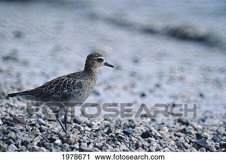 USA, Pacific Golden Plover (Pluvialis Fulva) with winter plumage; Hawaii View Large Photo Image Stock Image - USA, Pacific Golden Plover (Pluvialis Fulva) with winter plumage; Hawaii. Fotosearch