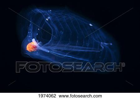 Stock Image - USA, Part Of Salpidae Family Of Gelatinous Animals; Hawaii Islands, This Pelagic Tunicate Or Salpa (Pegea Confoederata). Fotosearch