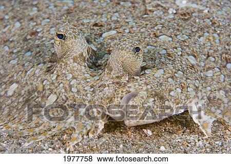 Stock Photo - USA, Peacock Flounder (Bothus Mancus); Hawaii. Fotosearch