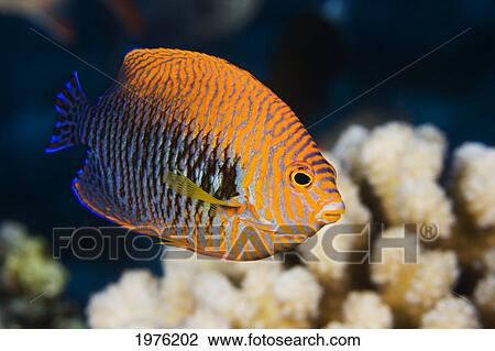 USA, Potter's Angelfish (Centropyge Potteri); Hawaii View Large Photo Image Stock Image - USA, Potter's Angelfish (Centropyge Potteri); Hawaii. Fotosearch