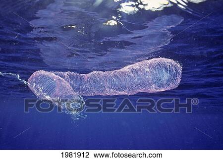 Stock Image - USA, product of species of open ocean squid in Pacific ocean; Hawaii, Egg mass. Fotosearch
