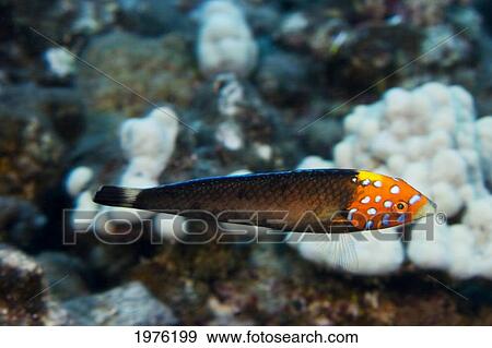Stock Photo - USA, Psychedelic Wrasse (Anampses Chrysocephalus) With Bright Colored Head; Hawaii. Fotosearch