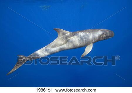 Stock Image - USA, Pygmy Killer Whale (Feresa Attenuata) also known as Slender Blackfish or Slender Pilot Whale; Hawaii Islands. Fotosearch