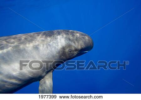 Stock Photo - USA, Pygmy Killer Whale (Feresa Attenuata) also known as Slender Blackfish or Slender Pilot Whale; Hawaii. Fotosearch