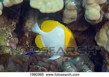 Stock Photograph - USA, Pyramid Butterflyfish (Hemitaurichthys Polylepsis) and Endemic Hawaiian Cleaner Wrasse (Labroides Phthirophagus); Hawaii. Fotosearch