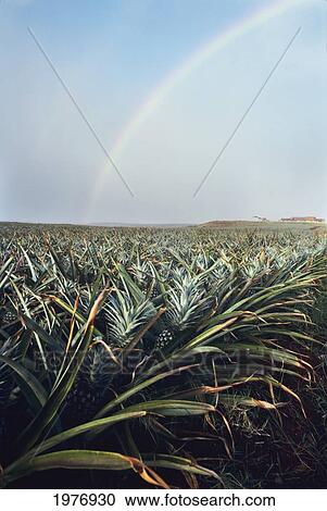 Stock Image - USA, Rainbow Over Pineapple Field; Hawaii. Fotosearch