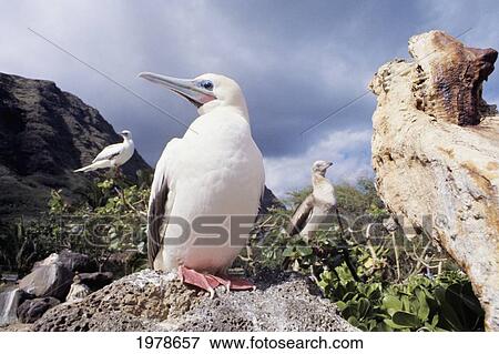Stock Photo - USA, Red-Footed Booby under overcast sky; Hawaii. Fotosearch